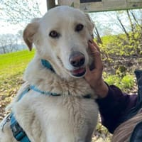 Argo sucht sein zu Hause, Hund zur Adoption