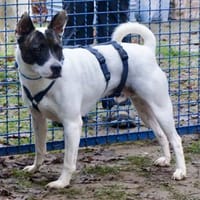 Mark,verschmust,lernwillig,leinenführig, Hund zur Adoption