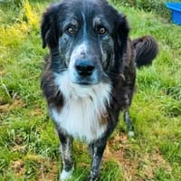 Lustiger Raicu sucht seine Familie, Hund zur Adoption