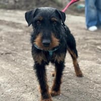 Süßer Djidjie möchte eine Familie, Hund zur Adoption