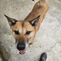 Senior Willy, Hund zur Adoption