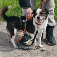 John-Boy - der liebe Wirbelwind, Hund zur Adoption