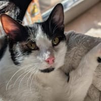 Sanfte Katze Inky sucht ihr Zuhause, Katze zur Adoption