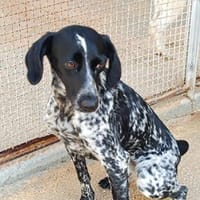 White in der Tierherberge Donzdorf, Hündin zur Adoption