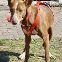 Roqui, vorsichtig, klug, sehr loyal, Hund zur Adoption