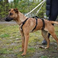 Lili sucht ihr Zuhause, Hündin zur Adoption