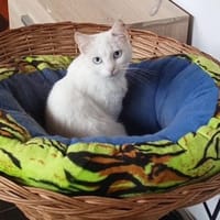 Sanfte zurückhaltende Yuki sucht Zuhause, Katze zur Adoption