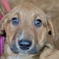 Welpe Aury in 25704 Meldorf (SLH), Hund zur Adoption