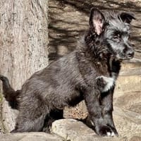 Samson, neugierig, agil, verspielt, Hund zur Adoption