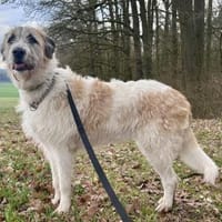 Fussel, kinderlieb, lernwillig, offen, Hündin zur Adoption