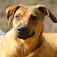 Campo auf Pflegestelle in Hessen, Hund zur Adoption