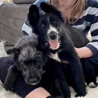 Rocco, agil, verspielt, lerrnwillig, Hund zur Adoption