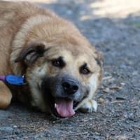 Dakom - freundlicher Rüde, Hund zur Adoption