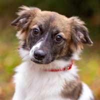 Freundliche Miya sucht ihre Menschen, Hündin zur Adoption