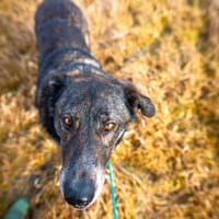 Verschmuster Rüde RUDY sucht ein Zuhause, Hund zur Adoption