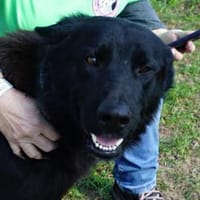 Lobo, sehr sozial, nett, menschenbezogen, Hund zur Adoption