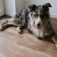 Duque, besonnen und eher ruhig, Hund zur Adoption