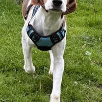 Sunny hübsche Seele bei München, Hündin zur Adoption