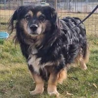 Buddy, ein toller Rüde sucht Zuhause, Hund zur Adoption