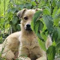 Milow - wunderschöner ruhiger Rüde, Hündin zur Adoption