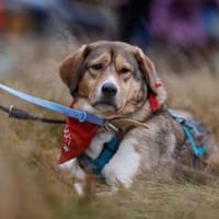 Marlin sucht seine Menschen, Hund zur Adoption