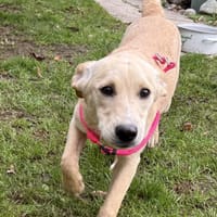 Sandy süße Maus / bei München, Hündin zur Adoption