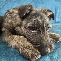 Cleo 7 mon. 35- 40 cm, Hündin zur Adoption