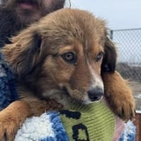 INDIE sucht ihre Herzensmenschen, Hündin zur Adoption