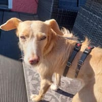 Ruhige Sandy, Hündin zur Adoption