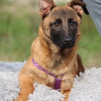 Kessy unsere große Schönheit ..., Hündin zur Adoption