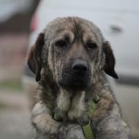 Ayko sucht seine Lieblingsmenschen..., Hund zur Adoption