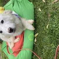 Basti, Hund zur Adoption