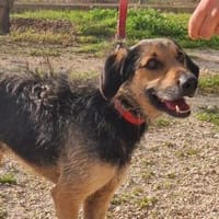 Quinqui - Zuhause gesucht, Hund zur Adoption