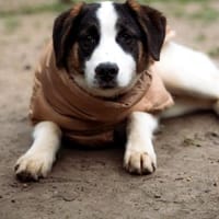 L'ours sucht sein Glück ..., Hund zur Adoption