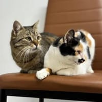Alma & Sassy Traumpärchen sucht Paradies, Katze zur Adoption
