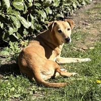 Aurelia hat es mehr als verdient!, Hündin zur Adoption