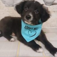 Pepe, Hund zur Adoption