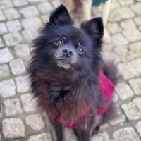 Zwergspitz Leni, Hündin zur Adoption