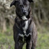 Nero - eine Seele von Hund!, Hund zur Adoption