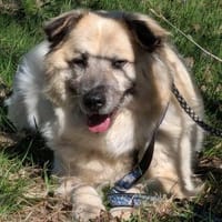 Marou - die Grinsebacke 🐾, Hündin zur Adoption