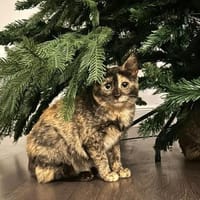 Katzenmädchen Iskra sucht Spieleparadies, Katze zur Adoption