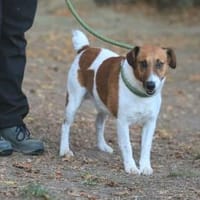 Der aktive Ben sucht ein Zuhause, Hund zur Adoption