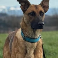 Kate wünscht sich endlich ein zu Hause ., Hündin zur Adoption