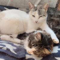 Nieve und Peluda-unzertrennliches Duo, Katze zur Adoption