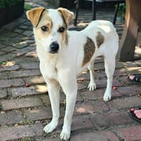 Ivo möchte endlich ankommen, Hund zur Adoption