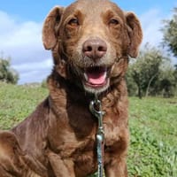 Tender eine treue Seele, Hund zur Adoption