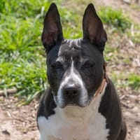 DINA, chienne à adopter