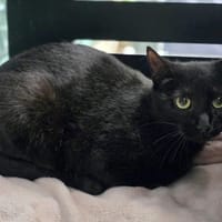 Violette, chatte à adopter