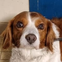 Kovou, chien à adopter