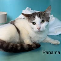 Panama, chatte à adopter